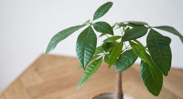 金運が上がる花の種類は？飾る場所と運気ダウンになる注意したい花