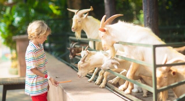 子供と行く旅行！自然や生き物と触れ合うおすすめのスポット10選