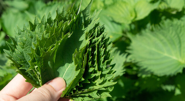 シソは土植えすると増えすぎる？理由や上手に育てる方法を解説！