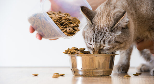 シニア猫の餌の量や与え方はどうする？人気のキャットフードも紹介！