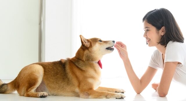 【柴犬の部屋飼い】部屋で飼う注意点やメリット・デメリットも解説