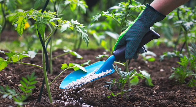 【初心者向けの育てやすい柑橘類】鉢植えで育てるおすすめの種類5選と育て方