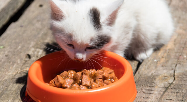 猫を飼い始めたけどご飯食べなくて心配！原因と気を付けることを解説