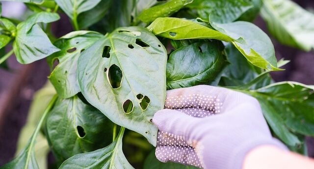 お酢を使った自家製殺虫剤の作り方｜害虫駆除に農薬を使わず簡単安心で効果あり