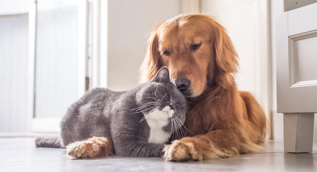 犬と猫は一緒に暮らせる？一緒に飼うときに気を付けることやコツを解説